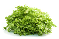 Endive seedlings wachsend aus non-gmo samen