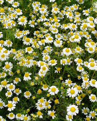 Weiß mehrjährige Blumensamen einfache Aussaat