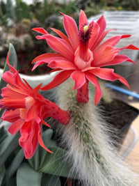 Hildewintera Blumensamen zur Aussaat duftend Blüten Traditionssorte & ohne Gentechnik Samen Hausgarten