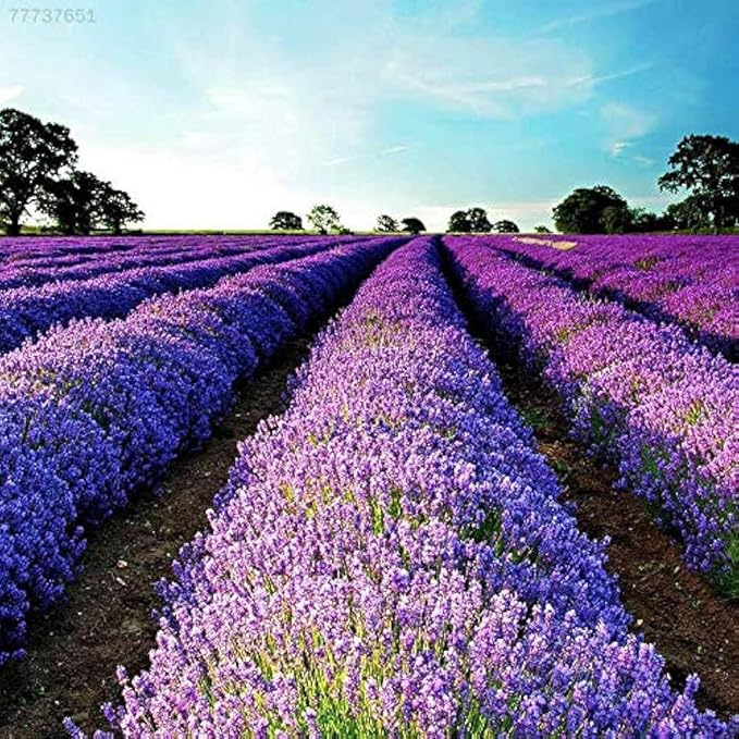 English Lavender evergreen foliage grown from Samen