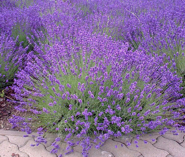 English Lavender grown from Samen in rock Garten
