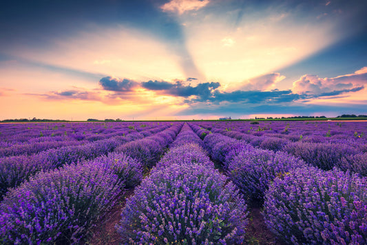 True English Lavender Vera Samen for Garten Aussaat