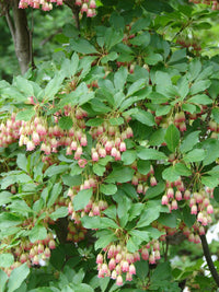 Enkianthus Campanulatus Blumensamen zur Aussaat Drought verträglich Traditionssorte & ohne Gentechnik Samen Hausgarten