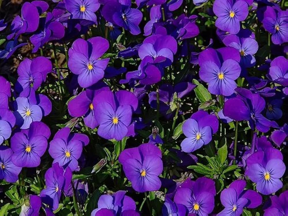 Enrico fiore viola samen shade-loving flower samen