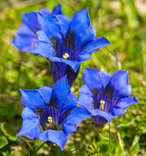 Gentiana Blumensamen zur Aussaat Anzucht Traditionssorte & ohne Gentechnik Samen Hausgarten