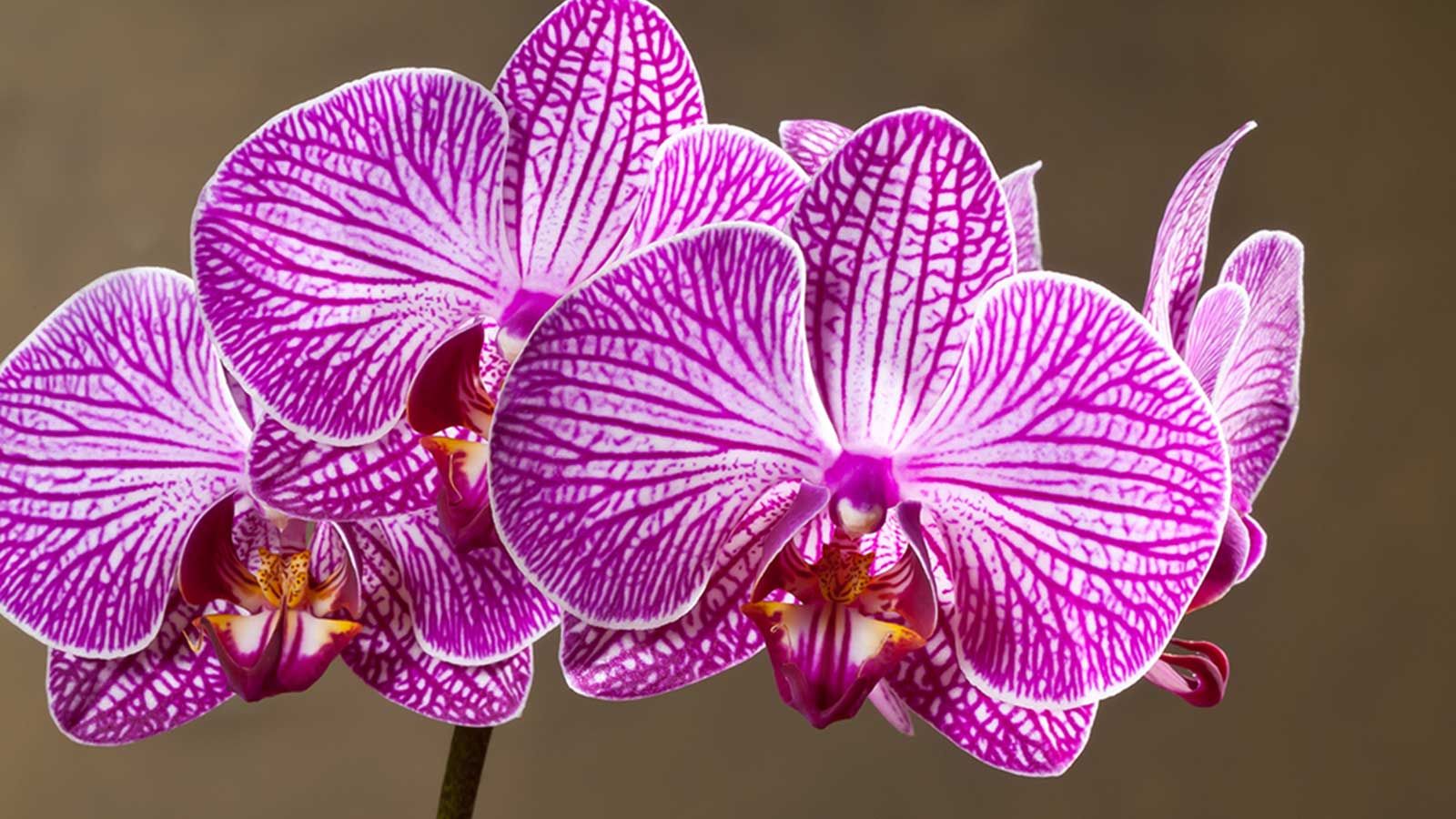 Orchidee Blume Samen zur Aussaat leuchtend Blüten