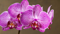 Orchidee Blume Samen zur Aussaat leuchtend Blüten
