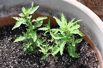 Epazote Samen Germinating in Potting Soil