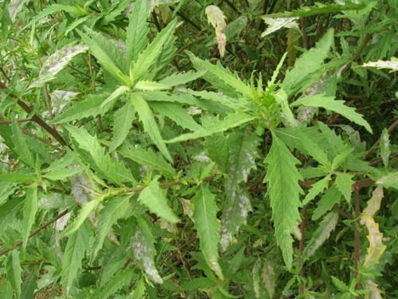 Close-Up of Epazote Leaves in Garten Setting