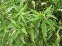 Close-Up of Epazote Leaves in Garten Setting