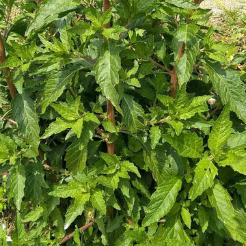 Young Epazote Seedlings Anbau in Containers