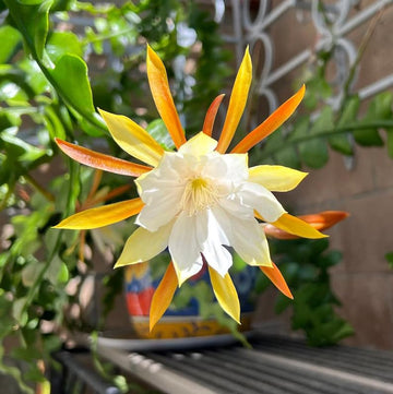 Epiphyllum samen for anpflanzung