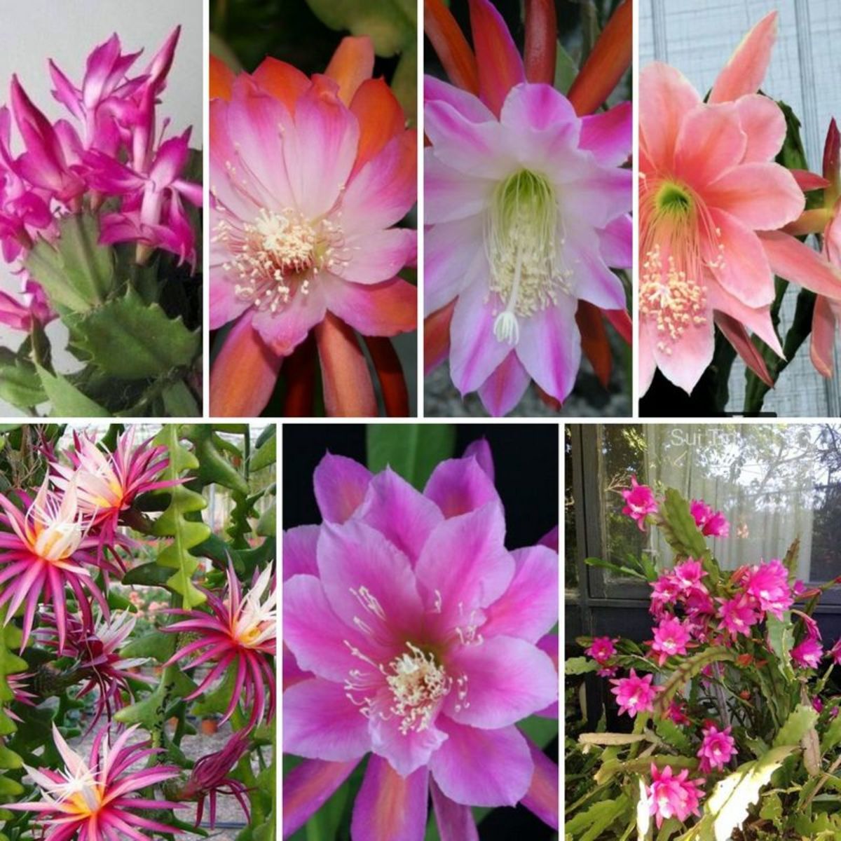 MultiColored Epiphyllum Oxypetalum Blumensamen – Traditionssorte ohne Gentechnik biologisch Garten Samen Keimung