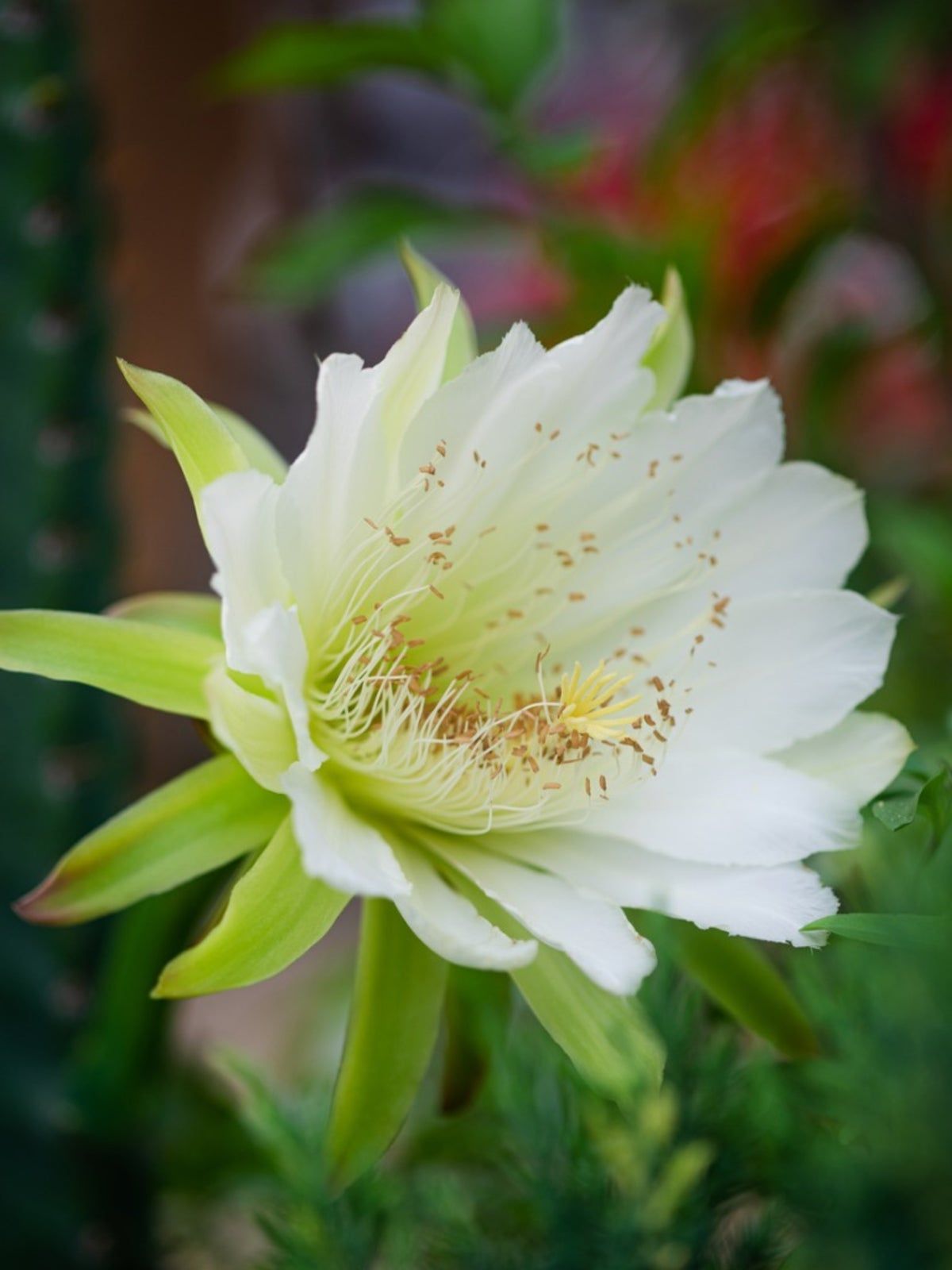 Rot epiphyllum oxypetalum blooms at night