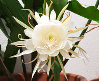 Epiphyllum Oxypetalum Weiß Blumensamen zur Aussaat