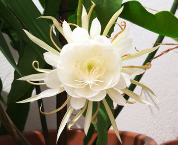 Epiphyllum Oxypetalum Weiß Blumensamen zur Aussaat