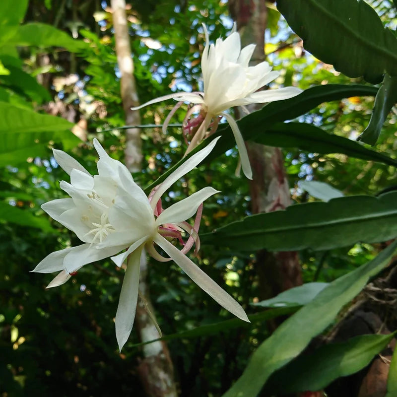 Cereus Blumensamen zur Aussaat – ideal Rabatten – Traditionssorte & ohne Gentechnik Samen Hausgarten