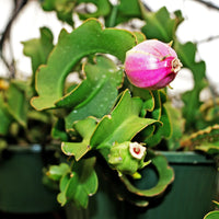 Guatemalan Monstrose Blumensamen zur Aussaat – pflegeleicht – Traditionssorte & ohne Gentechnik Samen Hausgarten