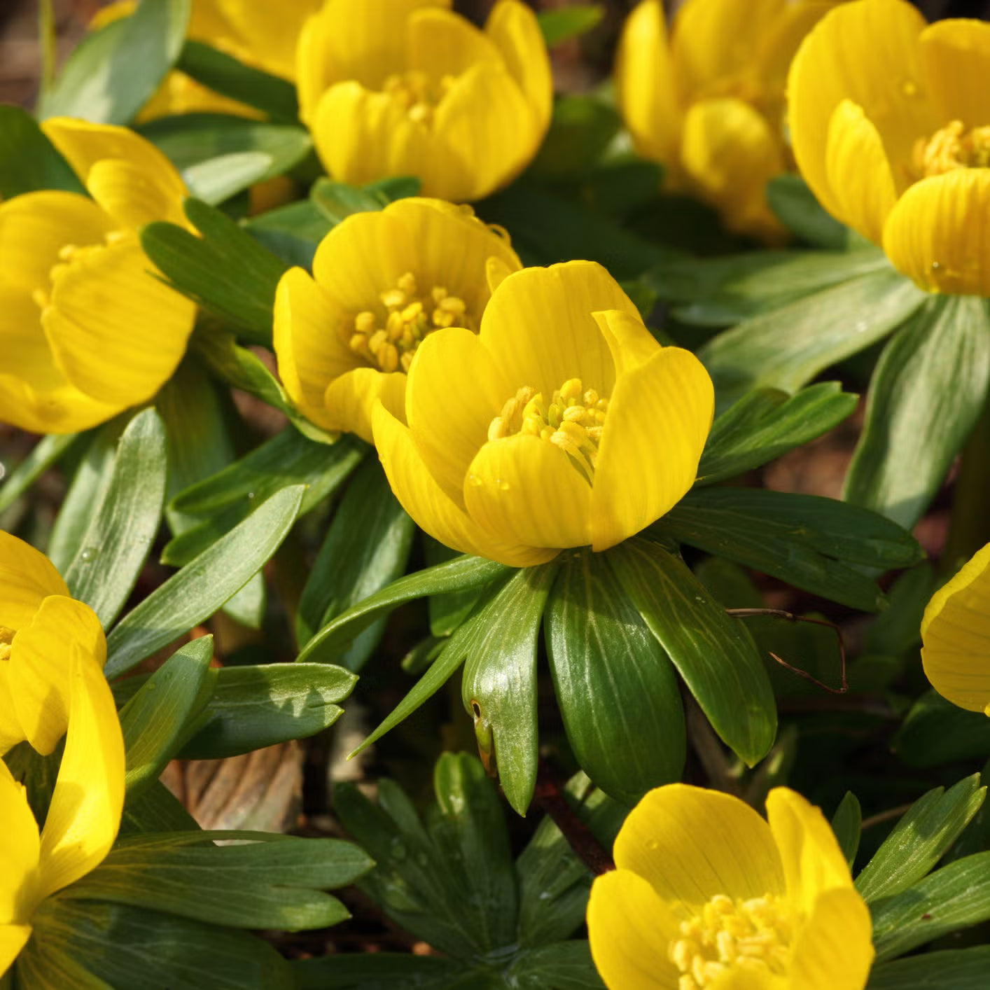 hell Gelb Alpenveilchen Blumensamen zur Aussaat – Schnitt Blume beliebt – Traditionssorte & ohne Gentechnik Samen Hausgarten