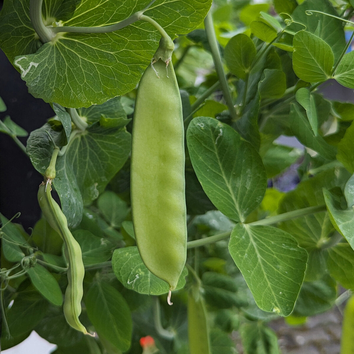 Green Pisum Gemüse Samen zum Pflanzen