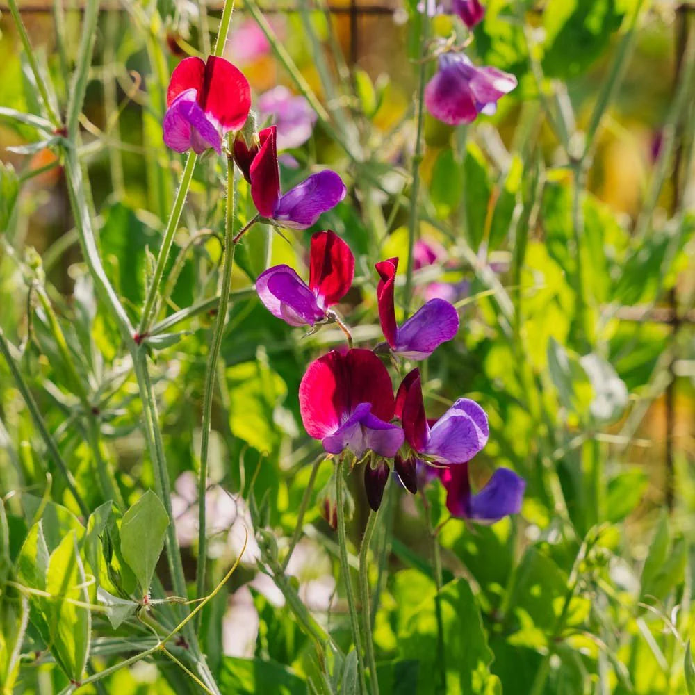 Traditionssorte Peas Blumensamen zur Aussaat leuchtend Traditionssorte & ohne Gentechnik Samen Hausgarten