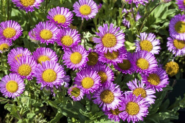 Blau Erigeron mehrjährig Blumensamen zur Aussaat saisonal Dauerblüher Traditionssorte & ohne Gentechnik Samen Hausgarten