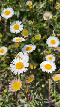 Erigeron Profusion Blumensamen zur Aussaat – Halbschatten verträglich – Traditionssorte & ohne Gentechnik Samen Hausgarten