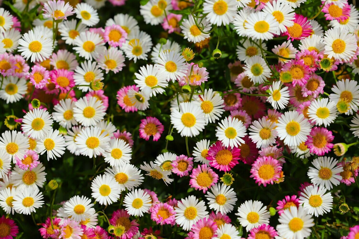Erigeron karvinskianus blumen wachsend on a wall