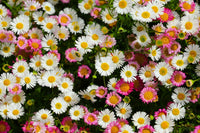 Erigeron karvinskianus blumen wachsend on a wall