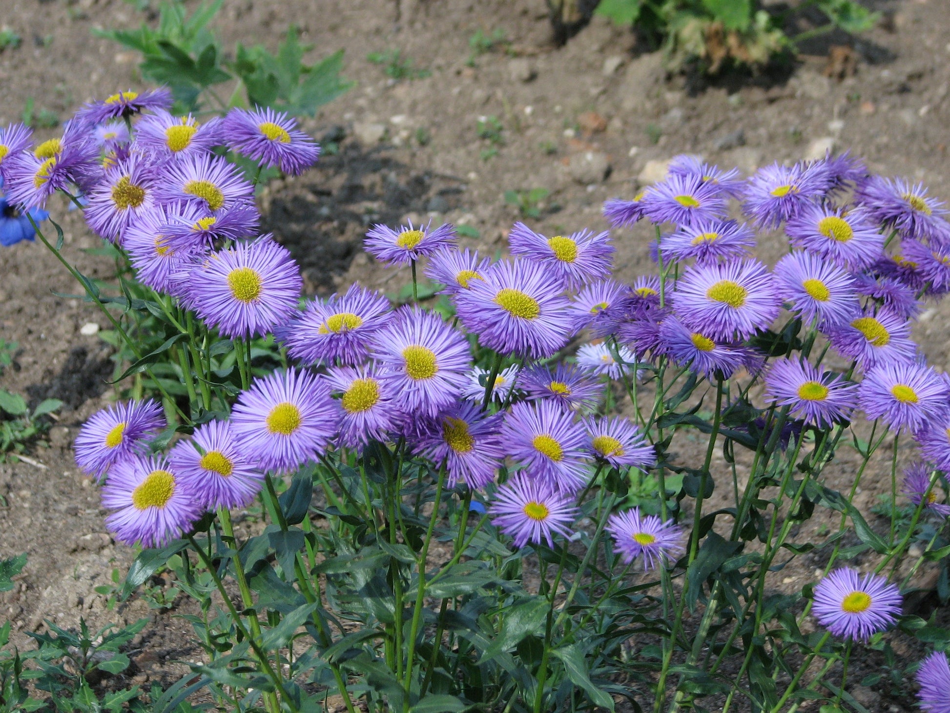 Erigeron speciosus samen attracting pollinators naturally