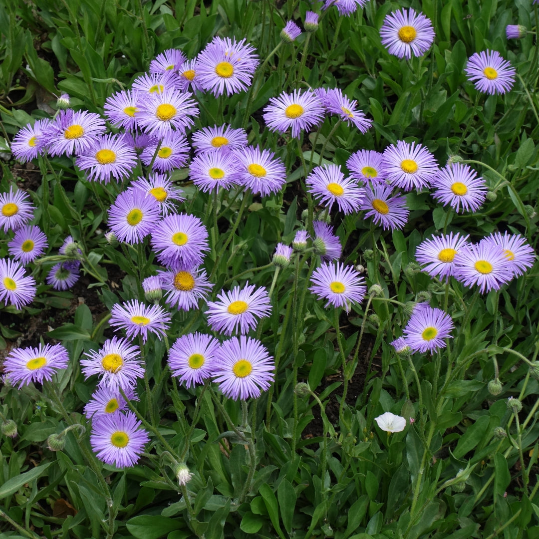 Lila erigeron samen for perennial garten beds
