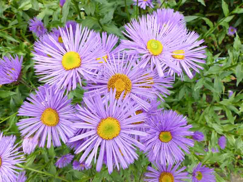 Blau Erigeron mehrjährig Blumensamen zur Aussaat saisonal Dauerblüher Traditionssorte & ohne Gentechnik Samen Hausgarten