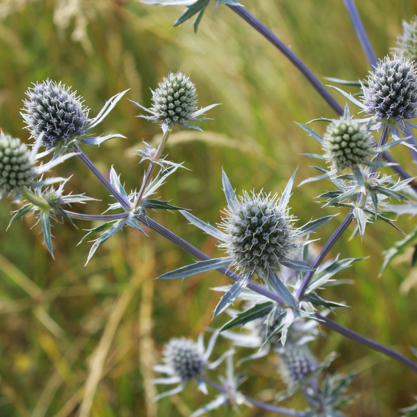 Blau Eryginum Blumensamen zur Aussaat lang Blüte Saison Traditionssorte & ohne Gentechnik Samen Hausgarten