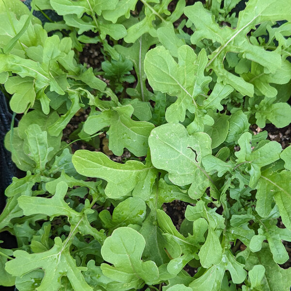 Eruca vesicaria sativa leafy greens Anbau in full sun