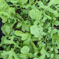 Eruca vesicaria sativa leafy greens Anbau in full sun