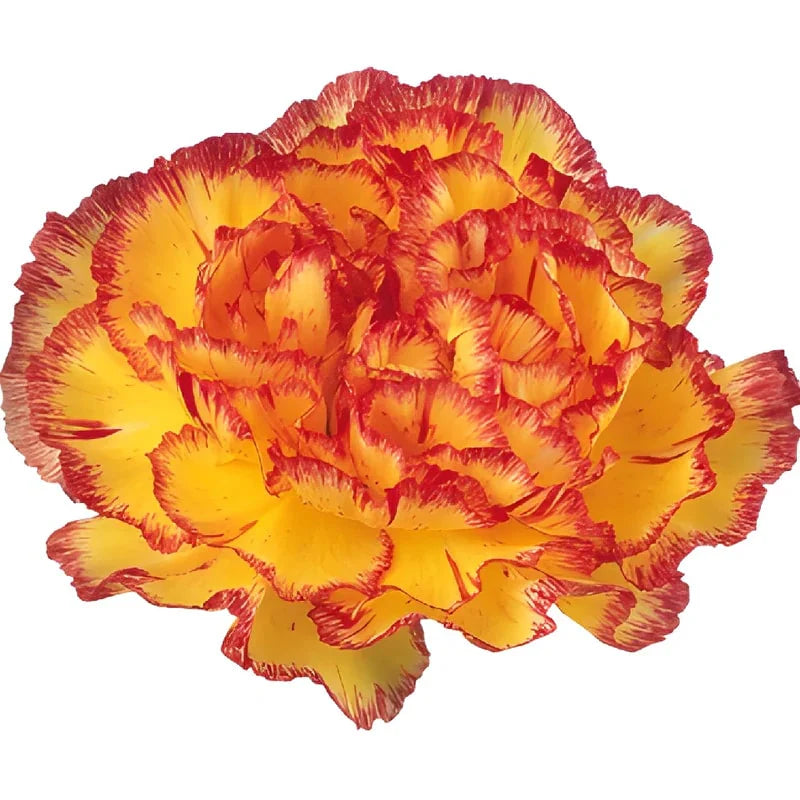 Gelb Rot Nelke Blumensamen zur Aussaat sonnenliebend Traditionssorte & ohne Gentechnik Samen Hausgarten