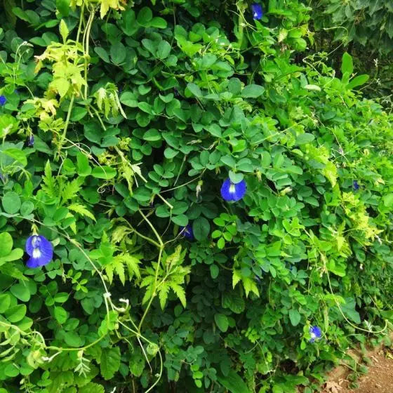Blau Clitoria ternatea Blumensamen zur Aussaat – Anzucht – Traditionssorte & ohne Gentechnik Samen Hausgarten