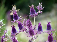 Lila Edeldistel Blumensamen zur Aussaat – Anzucht – Traditionssorte & ohne Gentechnik Samen Hausgarten