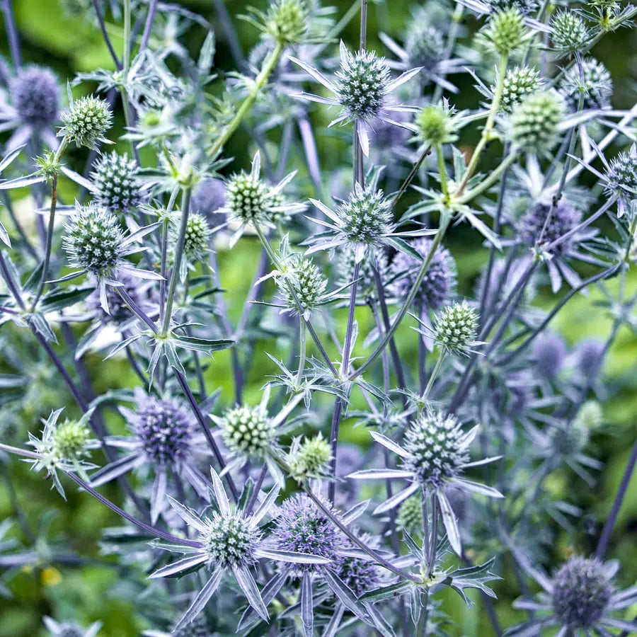 Lila Eryngium Alpinum Superbum Samen zur Aussaat – mehrjährige Blumensamen Garten Elegance