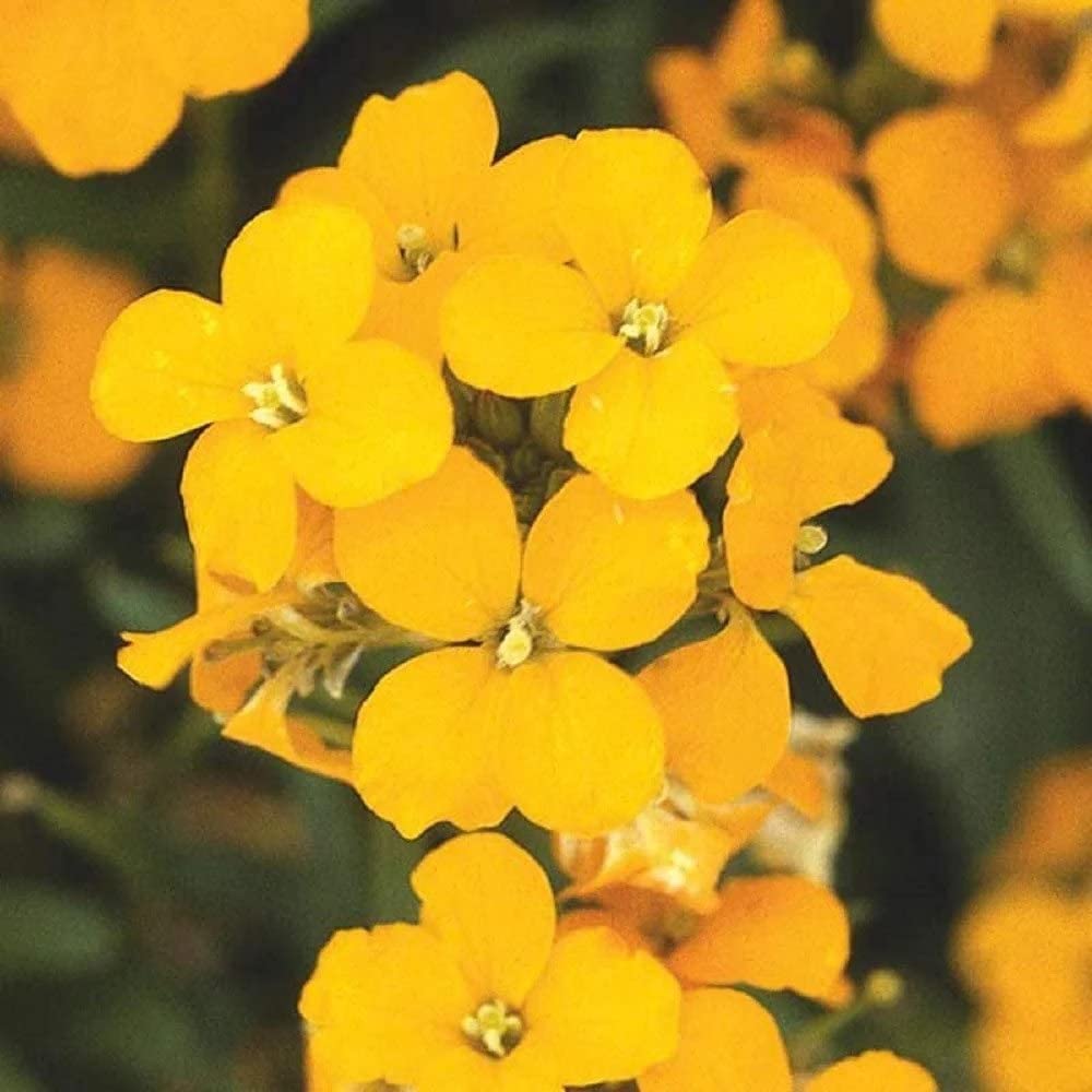 Erysimum aliionii blume samen for bright orange blooms
