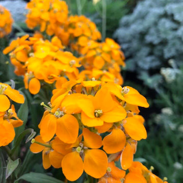 Easy to grow erysimum aliionii samen for containers and landscapes
