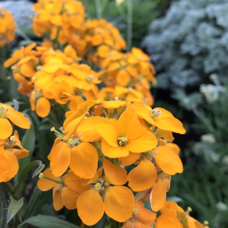 Easy to grow erysimum aliionii samen for containers and landscapes
