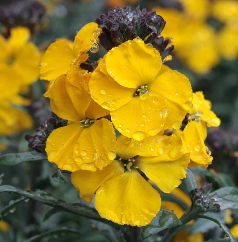 Gelb Wallflower Blumensamen zur Aussaat – hochwertige Qualitäts- – Traditionssorte & ohne Gentechnik Samen Hausgarten