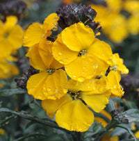 Gelb Wallflower Blumensamen zur Aussaat – hochwertige Qualitäts- – Traditionssorte & ohne Gentechnik Samen Hausgarten