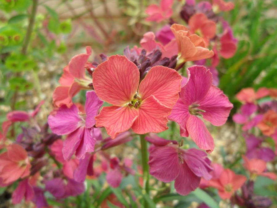 Lila Rosa Linifolium Blumensamen zur Aussaat – ideal Rabatten – Traditionssorte & ohne Gentechnik Samen Hausgarten