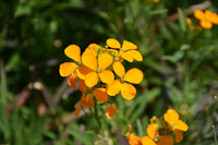 Orange wallflower samen for garten borders and beds
