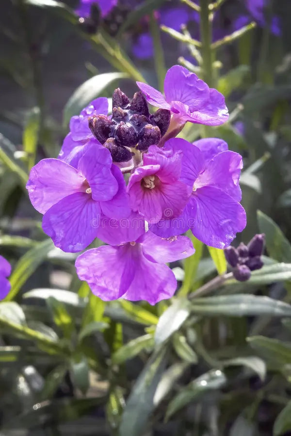 Violett Linifolium Blumensamen ideal zur Aussaat & Growing