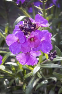 Violett Linifolium Blumensamen ideal zur Aussaat & Growing