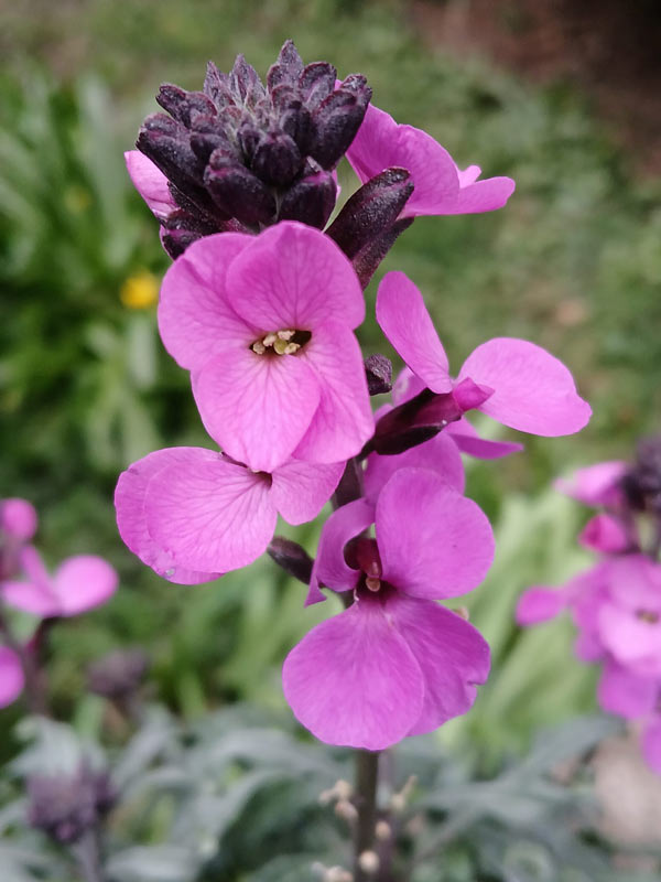 Erysimum Blumensamen zur Aussaat Wildblume Mischung Traditionssorte & ohne Gentechnik Samen Hausgarten