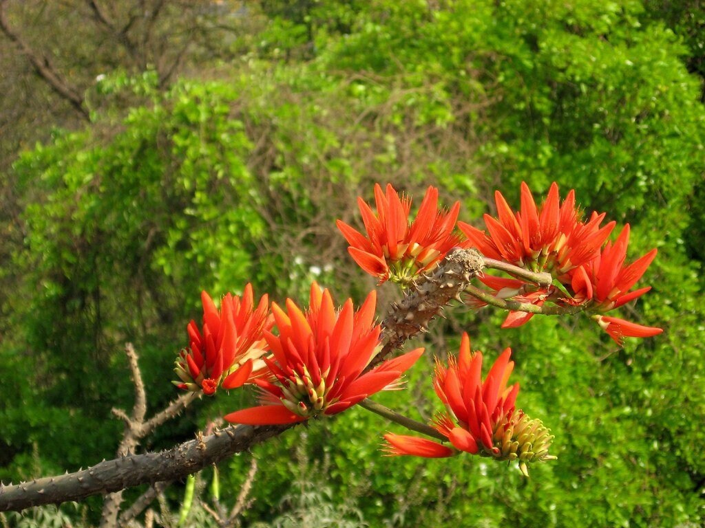 Erythrina berteroana mother tree